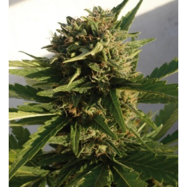 Red Dwarf Auto (Buddha Seeds) Feminisoidut