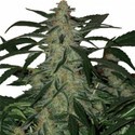 Deimos Auto (Buddha Seeds) Feminisoidut