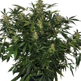 Deimos Auto (Buddha Seeds) Feminisoidut