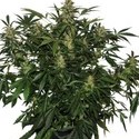 Deimos Auto (Buddha Seeds) Feminisoidut