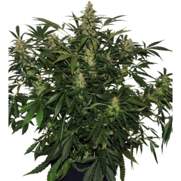Deimos Auto (Buddha Seeds) Feminisoidut