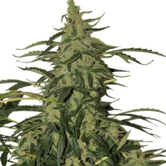 Deimos Auto (Buddha Seeds) Feminisoidut