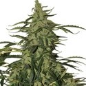Deimos Auto (Buddha Seeds) Feminisoidut