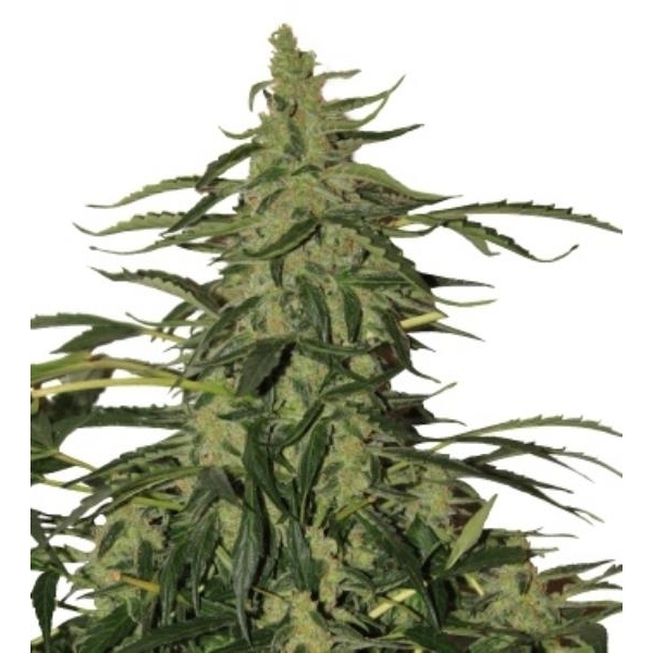 Deimos Auto (Buddha Seeds) Feminisoidut