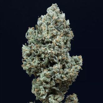 Critical+ 2.0 Autoflower (Silent Seeds) Feminisoidut