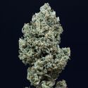 Critical+ 2.0 Autoflower (Silent Seeds) Feminisoidut