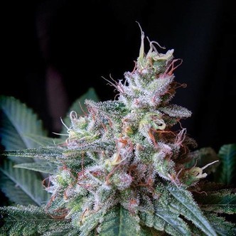Cream Caramel &ndash; F1 Fast Version (Sweet Seeds) feminisoidut kannabiksen siemenet