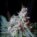 Cream Caramel – F1 Fast Version (Sweet Seeds) Feminisoidut