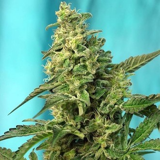 Green Poison - F1 Fast Version (Sweet Seeds) Feminisoidut