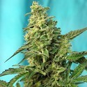 Green Poison - F1 Fast Version (Sweet Seeds) Feminisoidut