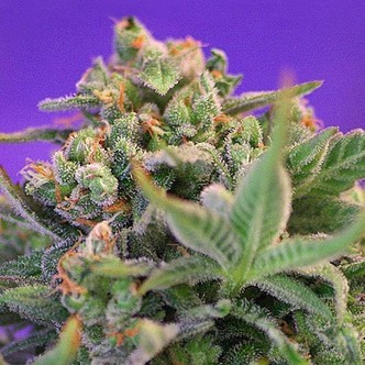 Sweet Cheese &ndash; F1 Fast Version (Sweet Seeds) feminisoidut kannabiksen siemenet