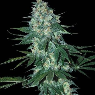 El Alquimista (Samsara Seeds) feminisoidut