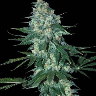 El Alquimista (Samsara Seeds) Feminisoidut