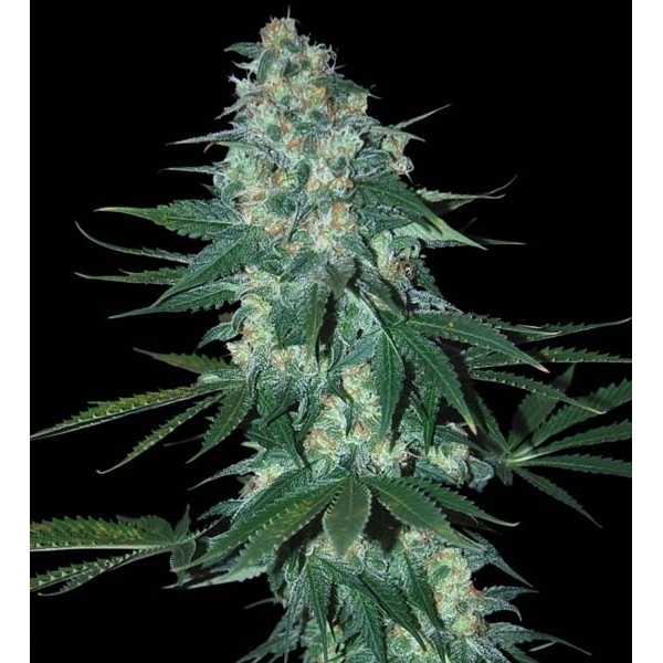 El Alquimista (Samsara Seeds) Feminisoidut