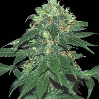 Punky Lion (Samsara Seeds) Feminisoidut