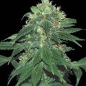 Punky Lion (Samsara Seeds) Feminisoidut