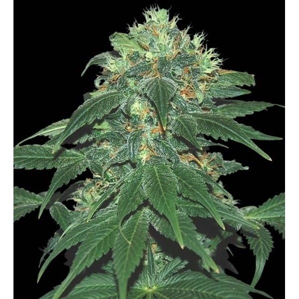 Punky Lion (Samsara Seeds) Feminisoidut