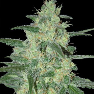 Holy Grail 69 (Samsara Seeds) Feminisoidut