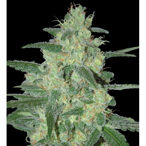 Holy Grail 69 (Samsara Seeds) Feminisoidut