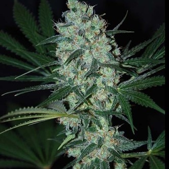 Green Love Potion (Samsara Seeds) feminisoitu