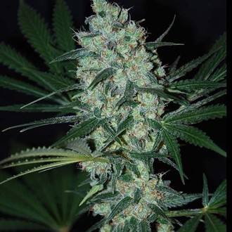 Green Love Potion (Samsara Seeds) Feminisoidut