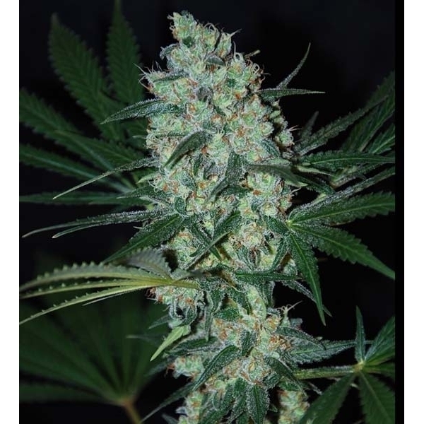 Green Love Potion (Samsara Seeds) Feminisoidut