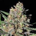 Green Love Potion (Samsara Seeds) Feminisoidut