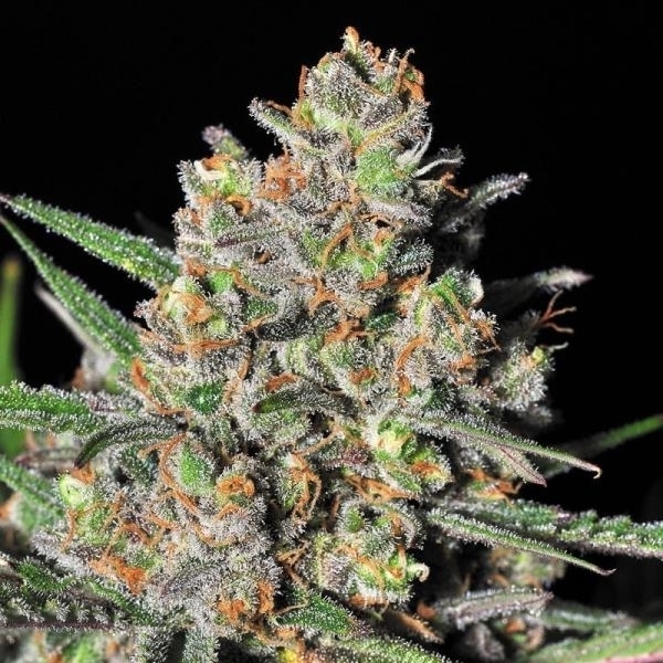 Green Love Potion (Samsara Seeds) Feminisoidut