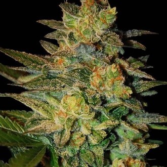 Spiritual Punk (Samsara Seeds) Feminisoidut