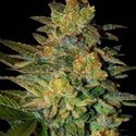 Spiritual Punk (Samsara Seeds) Feminisoidut