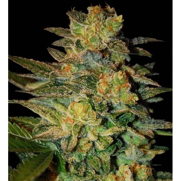 Spiritual Punk (Samsara Seeds) Feminisoidut