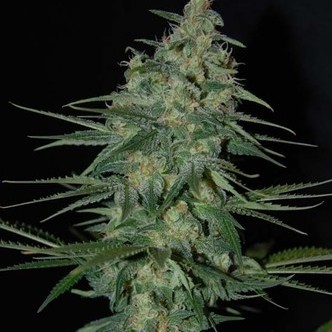 Sweet Black Angel (Samsara Seeds) feminisoidut