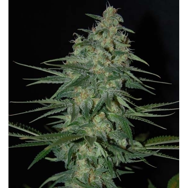 Sweet Black Angel (Samsara Seeds) Feminisoidut