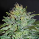 Sweet Black Angel (Samsara Seeds) Feminisoidut