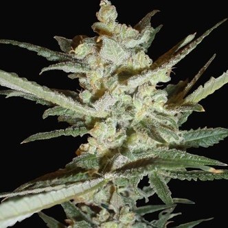 Supersonic Cristal Storm Automatic (Samsara Seeds) feminisoidut
