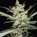 Supersonic Cristal Storm Autoflower (Samsara Seeds) Feminisoidut