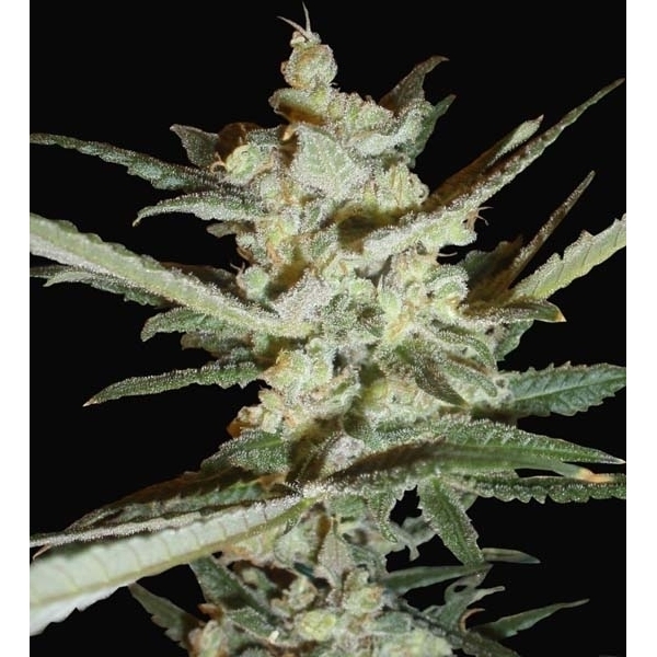Supersonic Cristal Storm Autoflower (Samsara Seeds) Feminisoidut