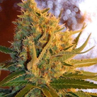 Shot Adrenaline Autoflower (Samsara Seeds) Feminisoidut