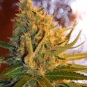 Shot Adrenaline Autoflower (Samsara Seeds) Feminisoidut