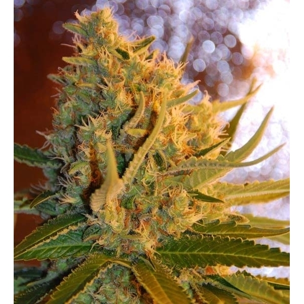 Shot Adrenaline Autoflower (Samsara Seeds) Feminisoidut