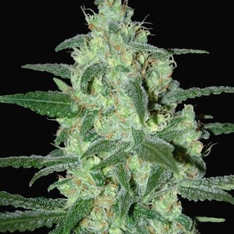 Thunder Bloody Mary Automatic (Samsara Seeds) feminisoidut