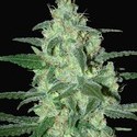 Thunder Bloody Mary Autoflower (Samsara Seeds) Feminisoidut