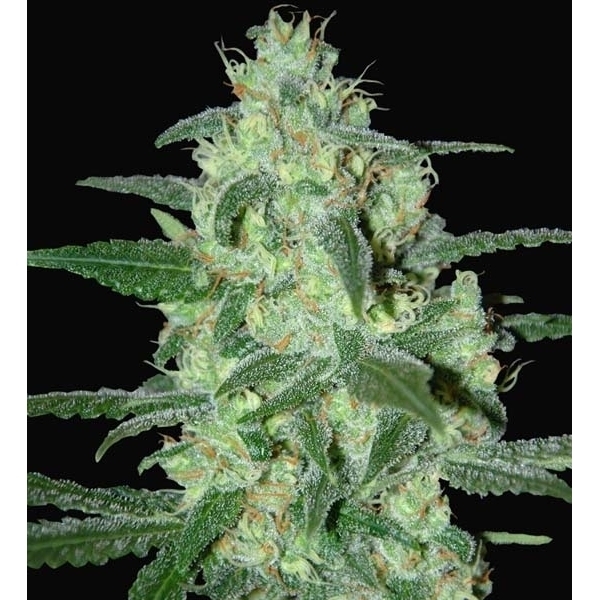 Thunder Bloody Mary Autoflower (Samsara Seeds) Feminisoidut