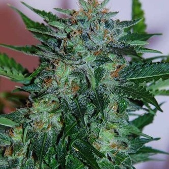 Flash Babylon (Samsara Seeds) feminisoidut