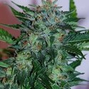 Flash Babylon Auto (Samsara Seeds) Feminisoidut
