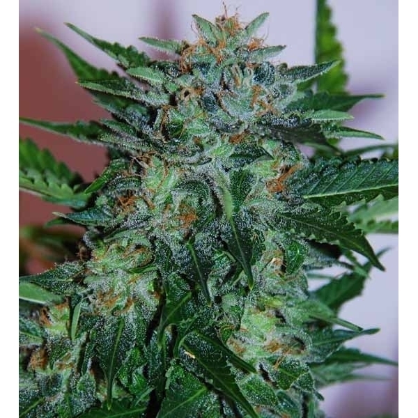 Flash Babylon Auto (Samsara Seeds) Feminisoidut