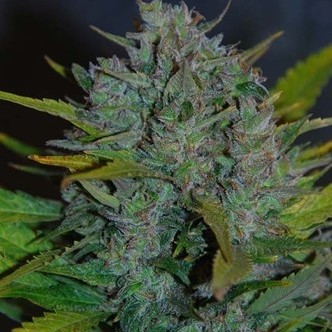 Ultraviolet Automatic (Samsara Seeds) feminisoidut