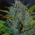 Ultraviolet Autoflower (Samsara Seeds) Feminisoidut