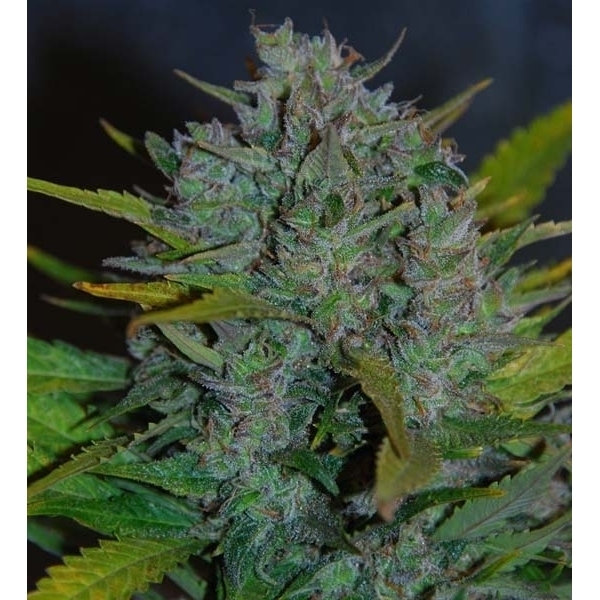 Ultraviolet Autoflower (Samsara Seeds) Feminisoidut