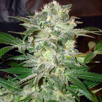 Mazar Kush (World Of Seeds) feminisoidut